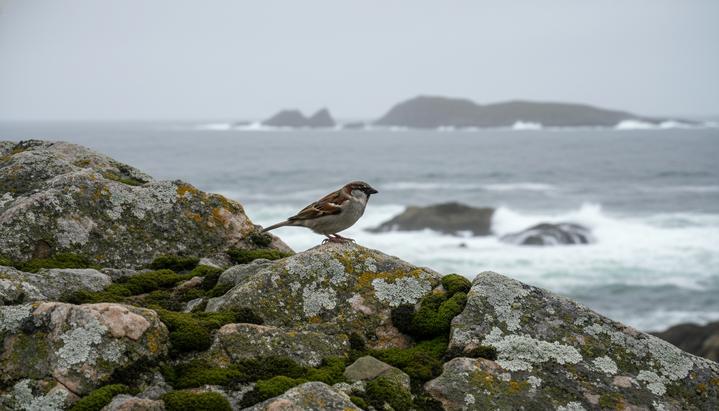 Код выживания: как воробьи учат ученых спасать виды Домовой воробей сидит на покрытом мхом камне на фоне скалистого побережья и моря в Норвегии.
