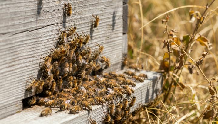 Вход в деревянный улей в жаркий день. Пчелы сбились в кучу у летка и машут крыльями, пытаясь охладить жилище на фоне выжженной солнцем растительности.