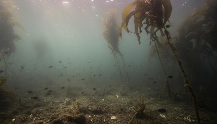 Подводный пейзаж с лесом из бурых водорослей на морском дне в мутной, темной воде с частицами ила и осадков.