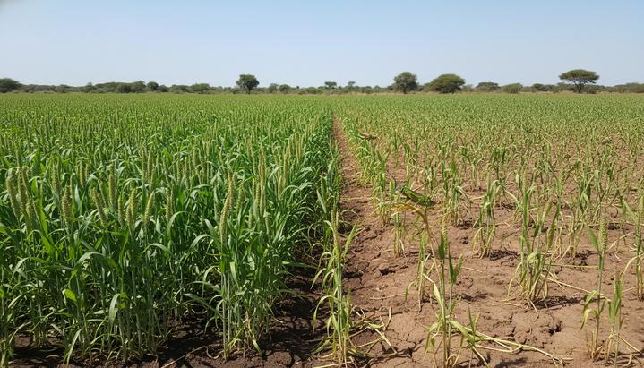 Поле проса в Сенегале с контрастом между здоровыми растениями на удобренной почве и поврежденными саранчой.