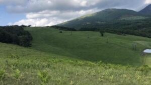 Возрождение лугов: почему опылителям нужно более 75 лет