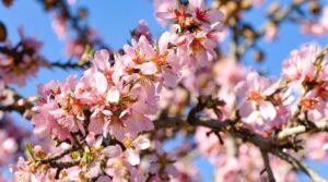 Солнцестояние как ловушка: как климат сбивает внутренние часы растений