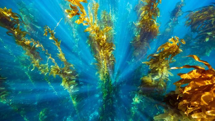 Морские заповедники ускоряют восстановление лесов из водорослей после жары
