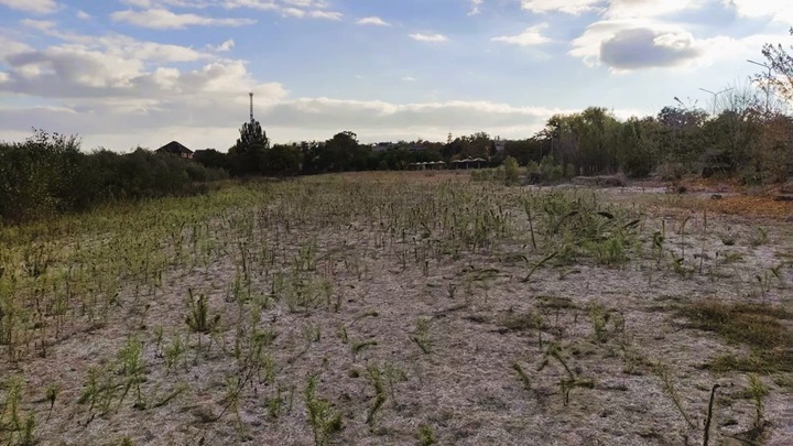 Природа берет свое: дно Каховского водохранилища зарастает ивами