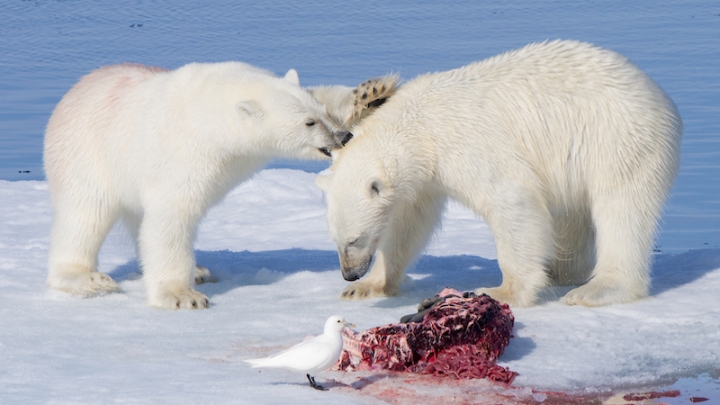 Упадок популяции белых медведей грозит голодом экосистеме Арктики