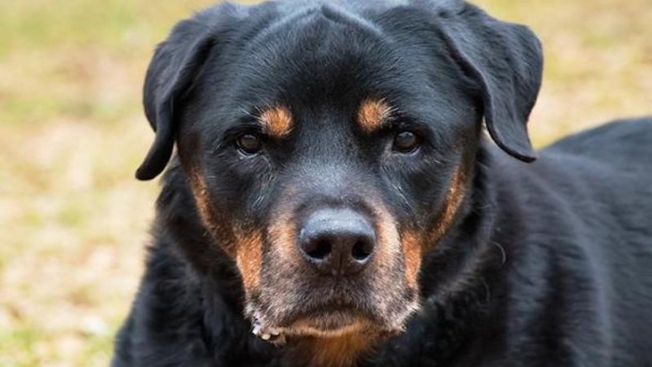 Гормоны снижают смертность от старческой немощи у собак