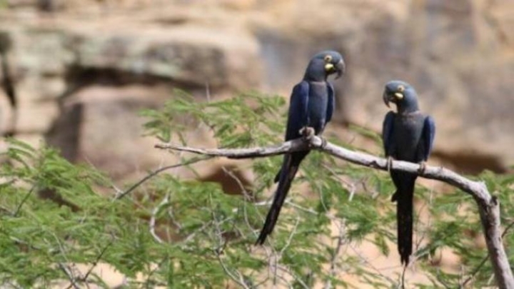 Высокое напряжение: редкий вид попугаев в Бразилии гибнет на новых ЛЭП