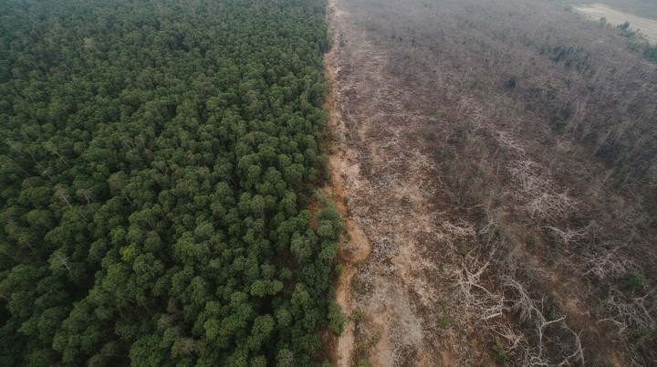 Заповедники и земли коренных народов сдерживают вырубку лесов в Бразилии