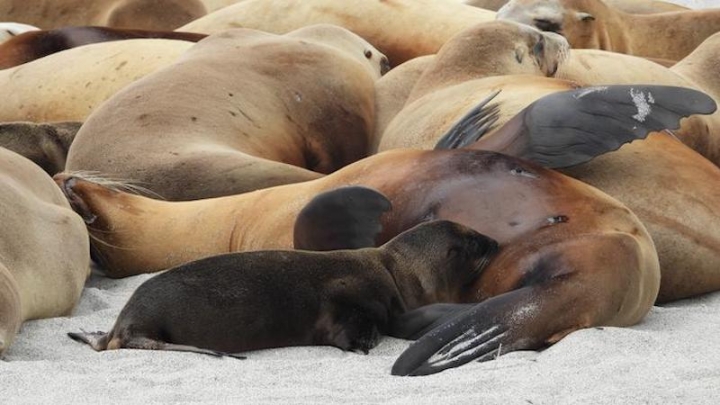 Разная питательность рыбы объясняет голод среди морских хищников