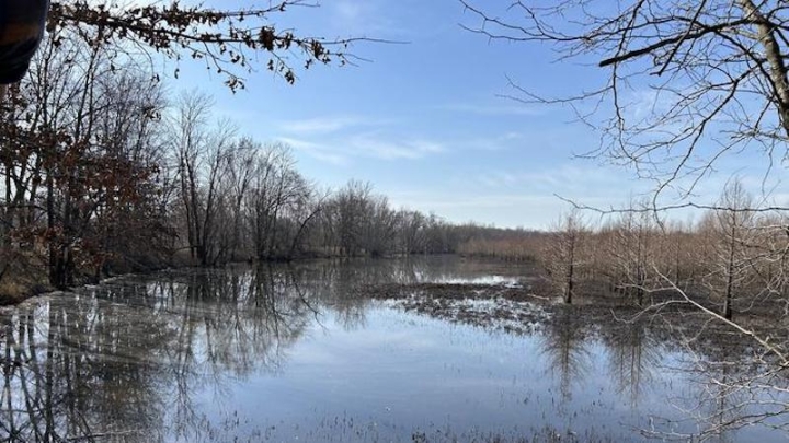 Восстановленные болота очищают воду и экономят миллионы долларов