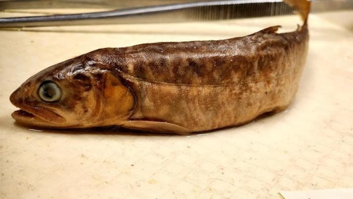 Изменение климата приводит к уменьшению размеров рыбы в озерах Мичигана