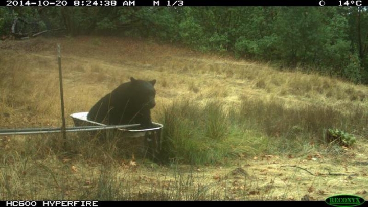 Засухи из-за изменения климата обостряют конфликты с дикими животными