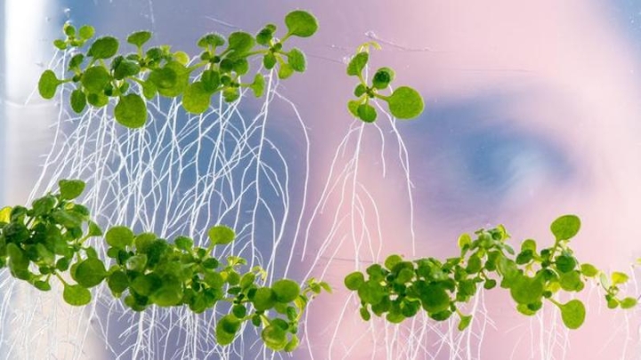 Гены устойчивости к нехватке бора помогут в селекции климатостойких культур