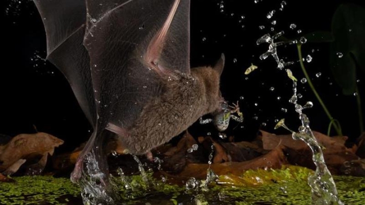Маленькие летучие мыши – более эффективные хищники, чем львы