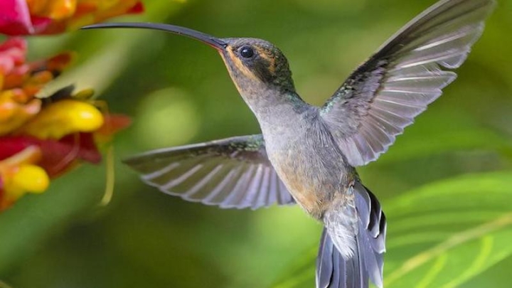 Брачные бои изменили форму клювов у самцов колибри-отшельников