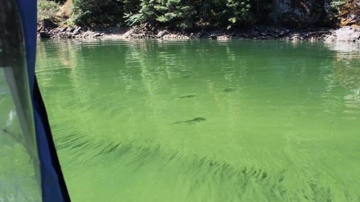В водохранилище в Орегоне произошла внезапная смена токсичных водорослей