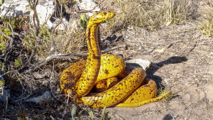 Новое противоядие эффективно против яда 17 видов африканских змей