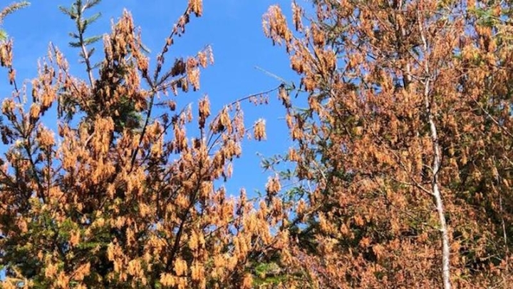 Тепловой купол выжег 5% лесов на северо-западе США