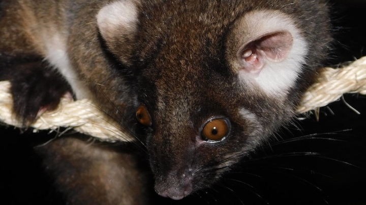 Сумчатые в Австралии заражены опасными «вечными химикатами»