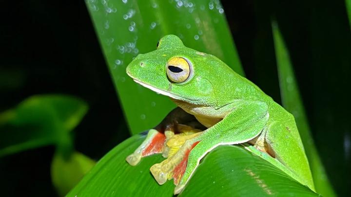 Ученые: пик вымирания видов пройден, но угрозы для природы остаются