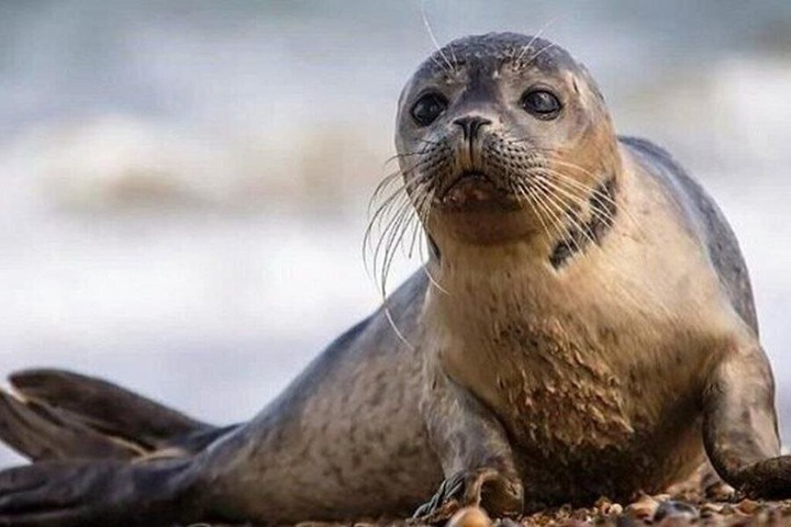 Дроны и ветеринары: Иран запускает программу защиты каспийских тюленей