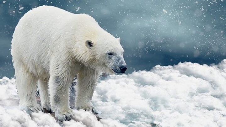 Химикаты из пластика накапливаются в белых медведях Арктики