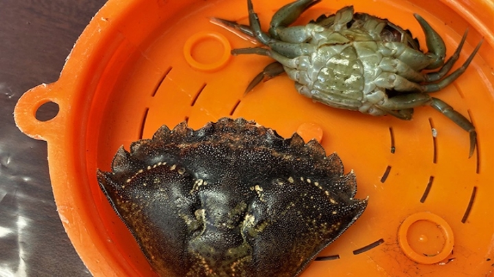 Европейский зеленый краб стремительно захватывает побережье Аляски