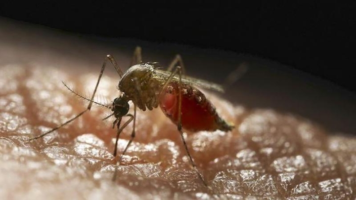 Раскрыт механизм, позволяющий комарам находить людей по углекислому газу