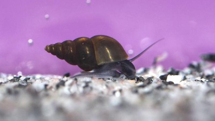 Геном новозеландской улитки показал редкий эволюционный скачок