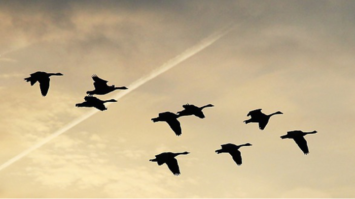 Птичий грипп: дикие птицы стали главными разносчиками вируса