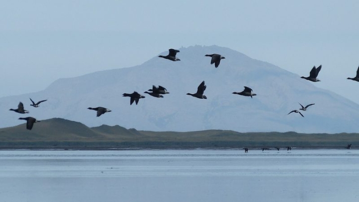 Строительство дороги в заповеднике Изембек на Аляске оспорено в суде