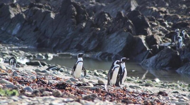 Дефицит рыбы толкает африканских пингвинов к рыболовным судам