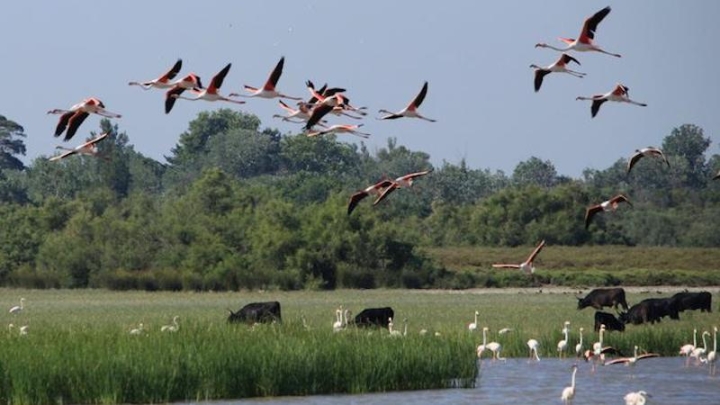 Современное сельское хозяйство разрушает заповедники Европы