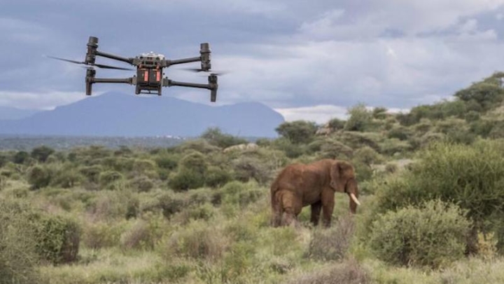 Сменили гнев на милость: слоны научились игнорировать беспилотники