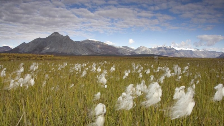 Аляска оспаривает границы Арктического заповедника ради добычи нефти