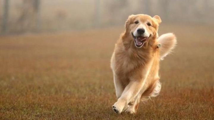 Генетики связали поведение собак и людей с общими генами