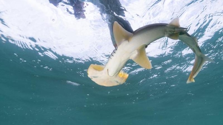 Новый ДНК-тест поможет найти и спасти редких акул-молотов