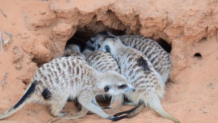 Обмен бактериями оказался важнее генетики для здоровья сурикатов