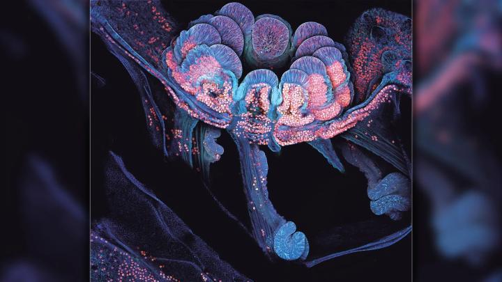 Новое знание о прикреплении кораллов ускорит восстановление рифов