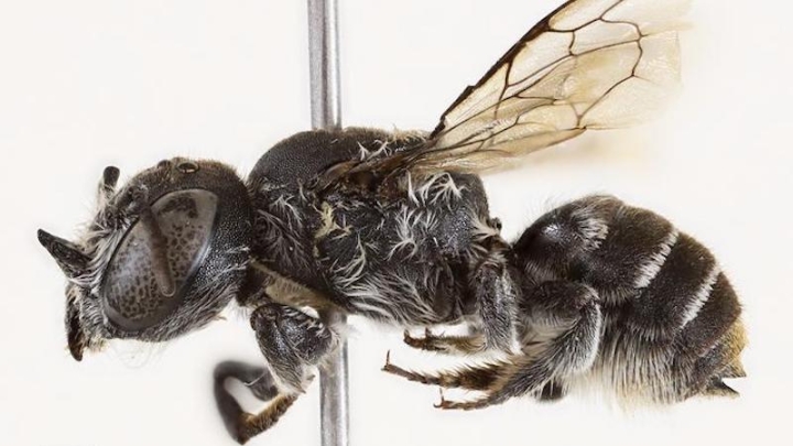 В Австралии открыли новый вид пчел с «дьявольскими» рогами