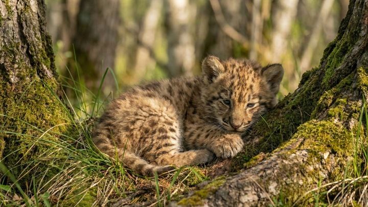 Ученые восстановили среду обитания якутского саблезубого тигренка