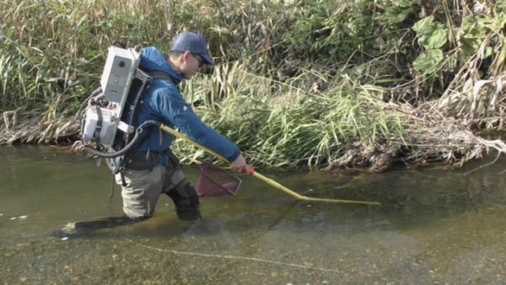Климат и геология определяют границы ареала японского угря