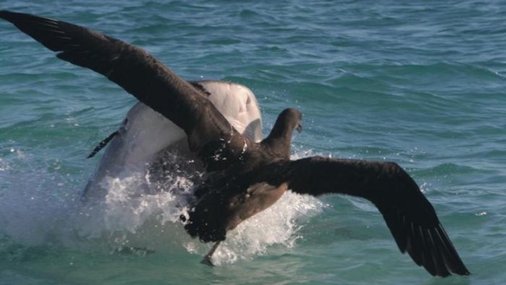 Сезонная миграция птиц меняет поведение акул на Гавайях