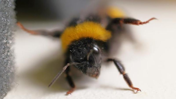 Ученые раскрыли последовательность защитных реакций шмелей