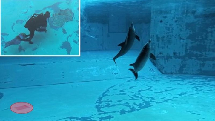 Вокализации дельфинов стали ключом к оценке их благополучия