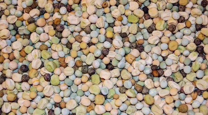 Искусственный интеллект нашел идеальные сорта гороха для замены мяса