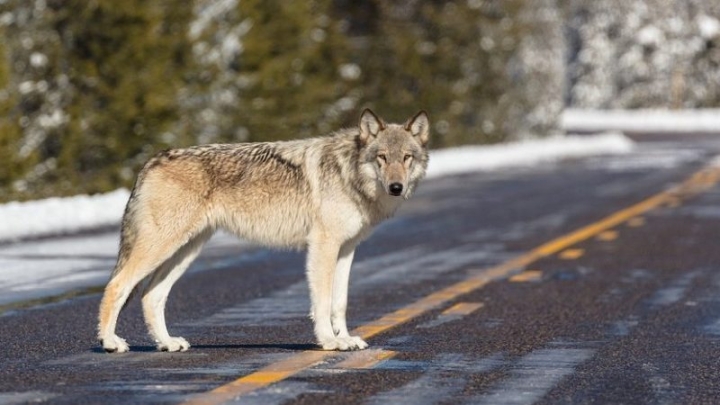Палата представителей США проголосовала за отмену защиты серого волка