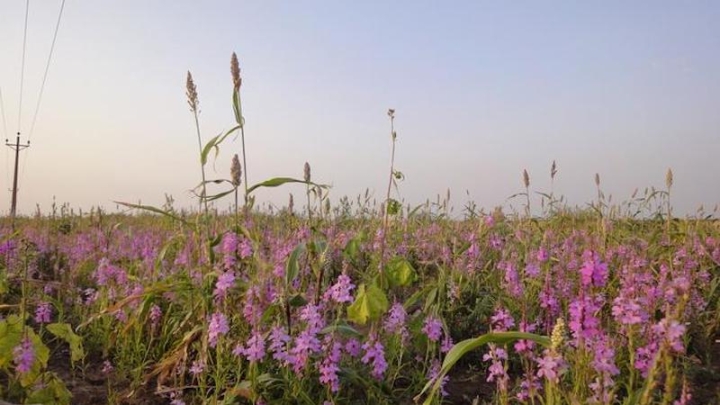 Раскрыт механизм самозащиты растений-паразитов для защиты урожая
