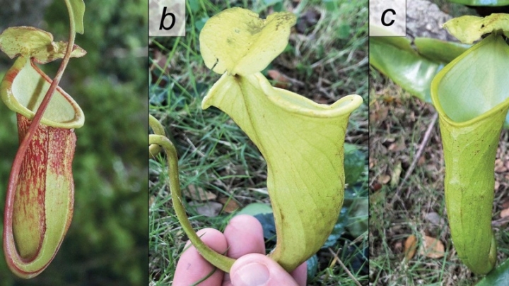 Новый вид хищного растения на Филиппинах уже на грани исчезновения