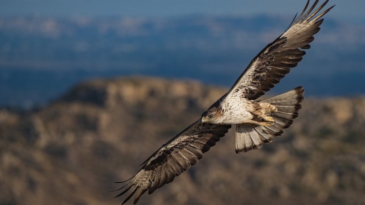 Испания: карантин 2020 года спас птенцов ястребиного орла